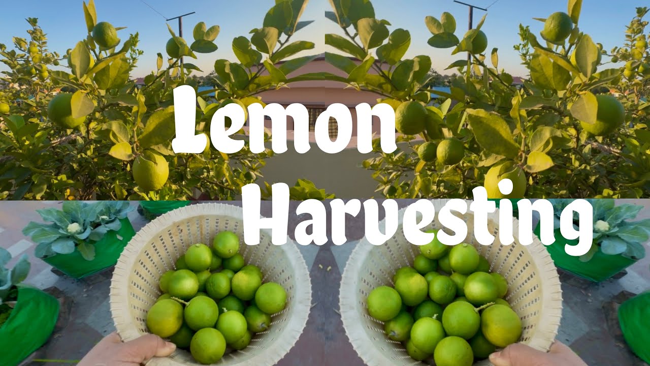 Massive Organic Lemon Harvesting From My Terrace Garden 