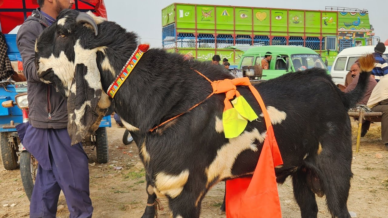 Biggest Amritsari Beetal Breeder Bakray in Bakra Mandi 2026 
