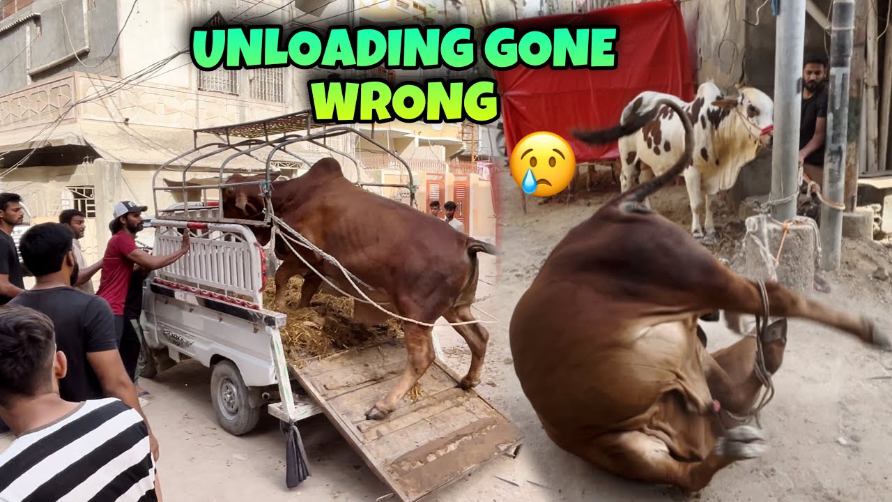 MY COW UNLOADING GONE WRONG 😭 | Cow Unloading 2025 | Northern Bypass Karachi Mandi 2025 | Mandi vlog