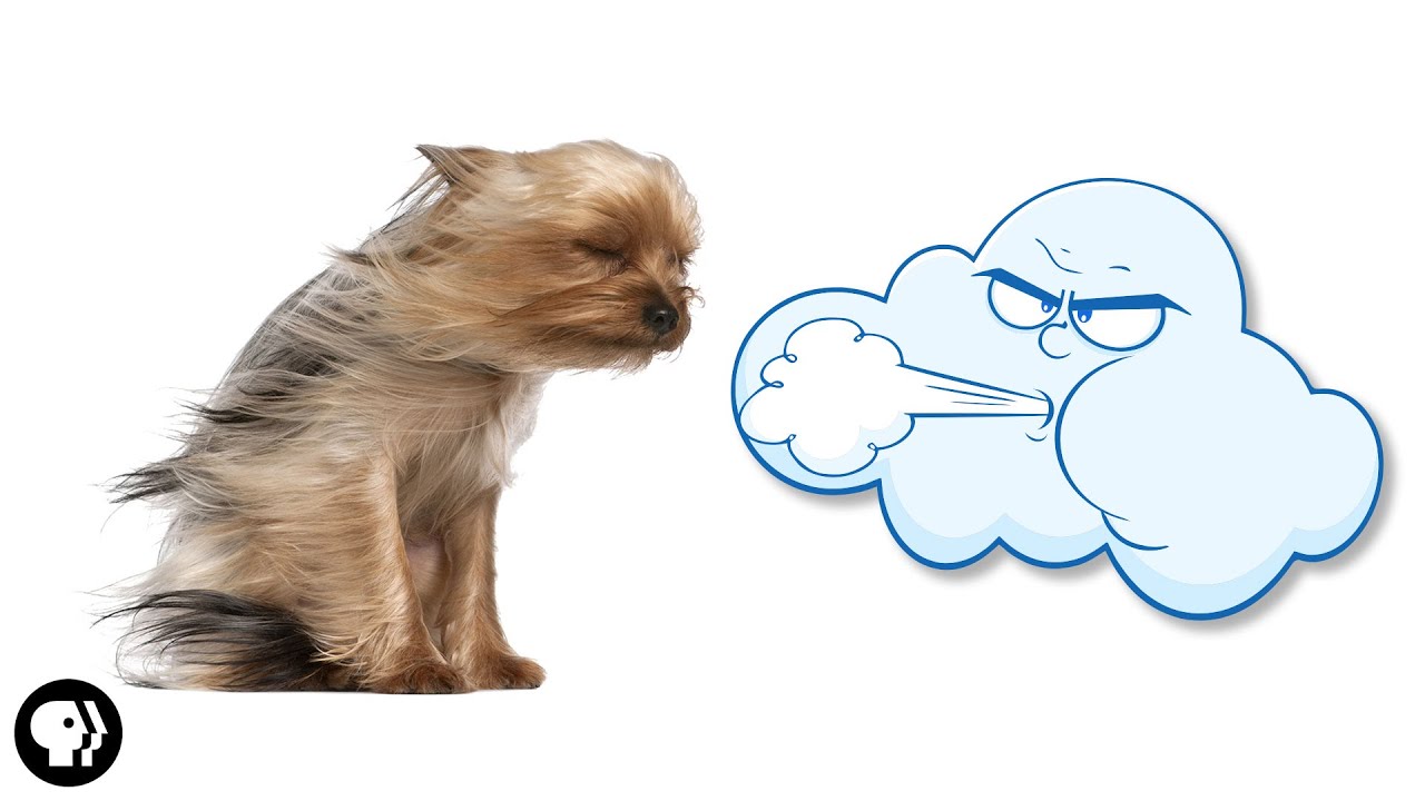 Why Does the Wind Blow?
