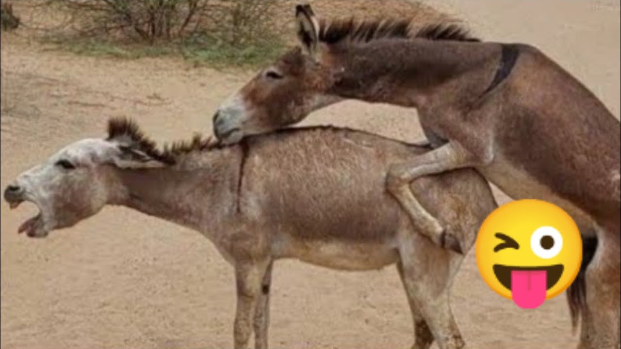👉 Donkey Ka Emergency Meeting 😂🔥 | End Tak Dekho