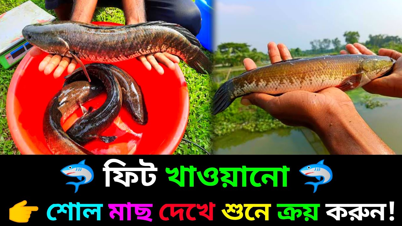 ভিয়েতনামি শোল মাছ সঠিক পদ্ধতিতে চাষ করুন 01712791957