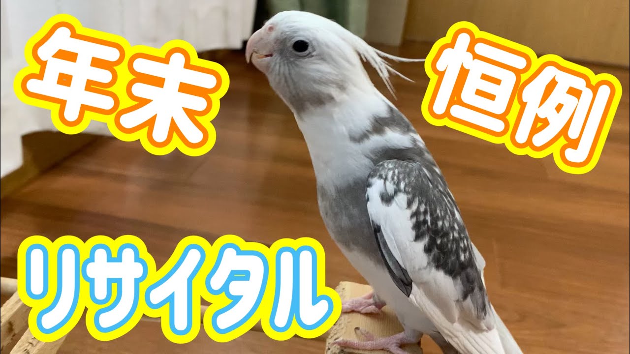 年末だよ!ノリノリ♪リサイタルvol.436#cockatiel#オカメインコ