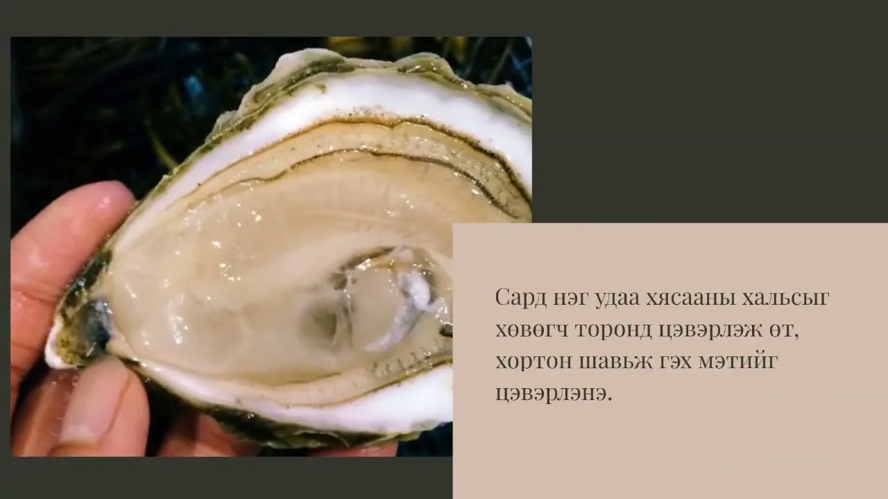 Индонезийн Өмнөд тэнгисийн сувдан фермийн дэлгүүр ба Таити сувдны бөөний худалдаа-Phn:+6287865026222