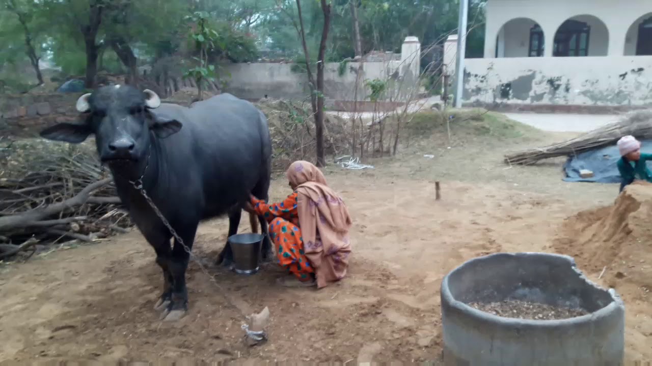 Haryana Village Life |  Real Bharat  | दूध दही का खाना ये मेरा हरियाणा