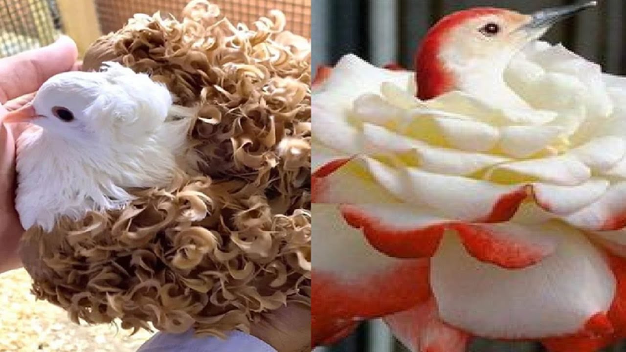 8 Palomas Exóticas Que Son Únicas En El Mundo