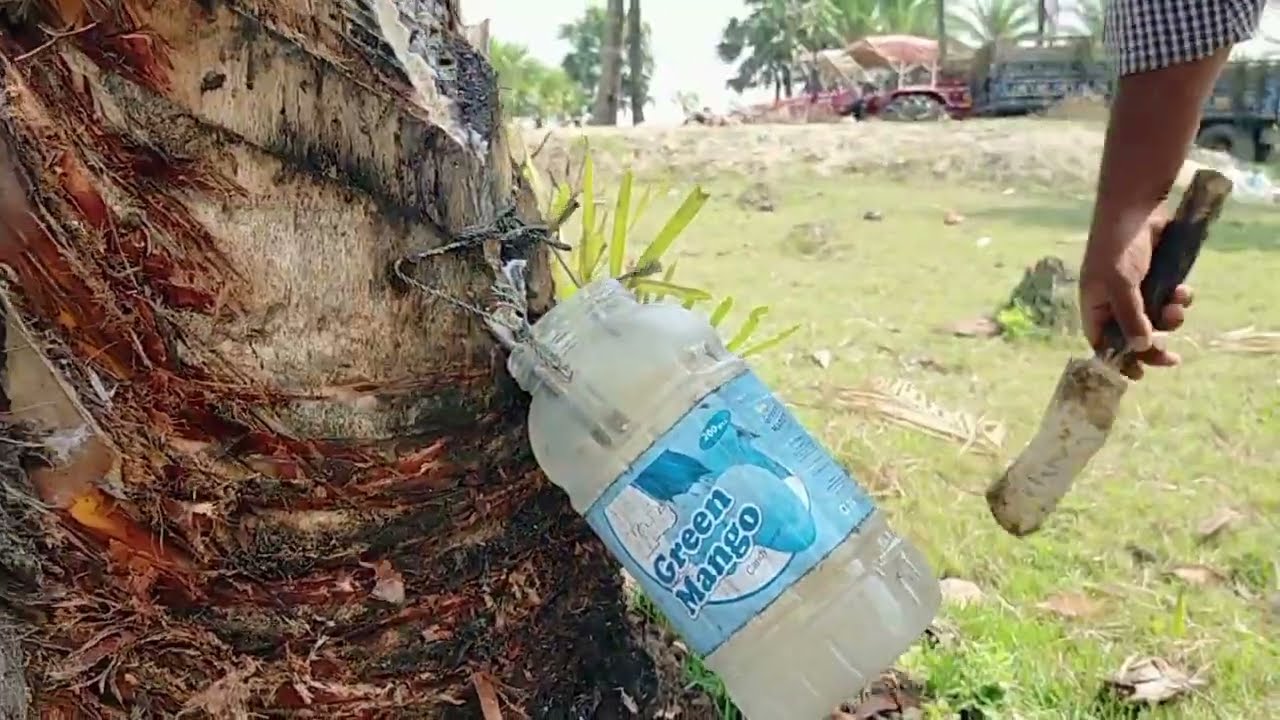 খেজুর গাছ থেকে রস বের করে যে ভাবে খাঠি গুর তৈরি করা হয়