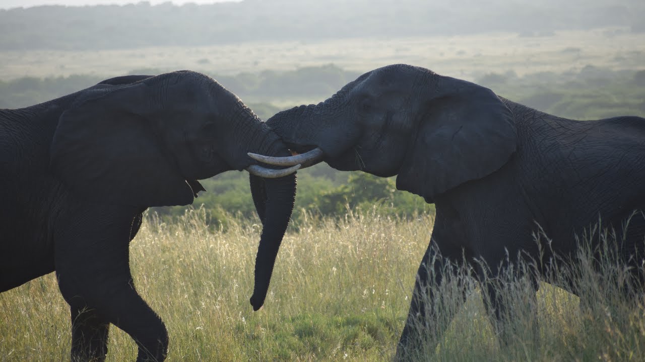 Conservation Volunteering With African Conservation Experience