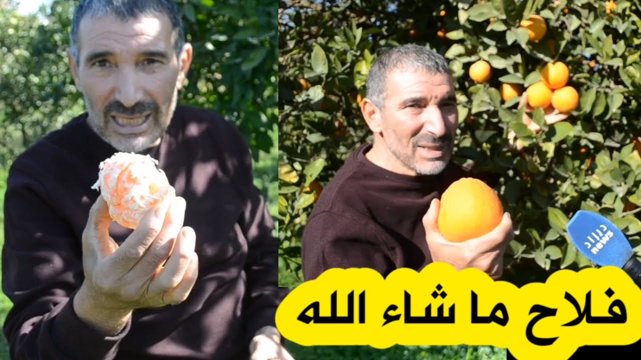 أنواع نادرة من الحمضيات وأخرى غير متواجدة في السوق عند الفلاح جمال لطرش بالأخضرية بالبويرة 🇩🇿