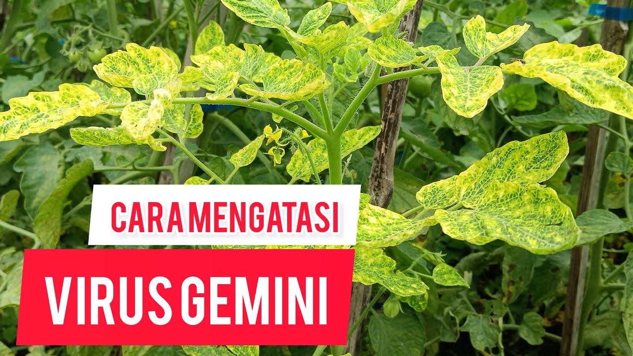 Perawatan Tomat Terserang Virus Gemini
