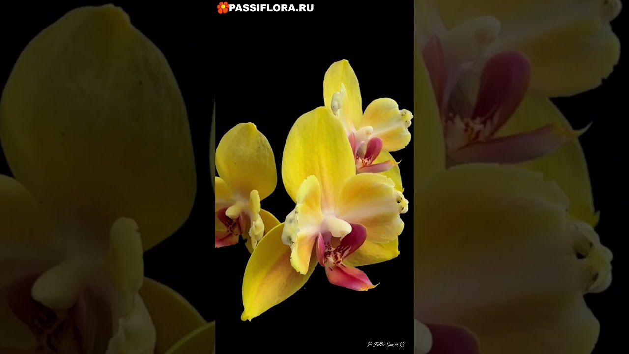 Phalaenopsis Fuller&rsquo;s Sunset ES Тропический закат