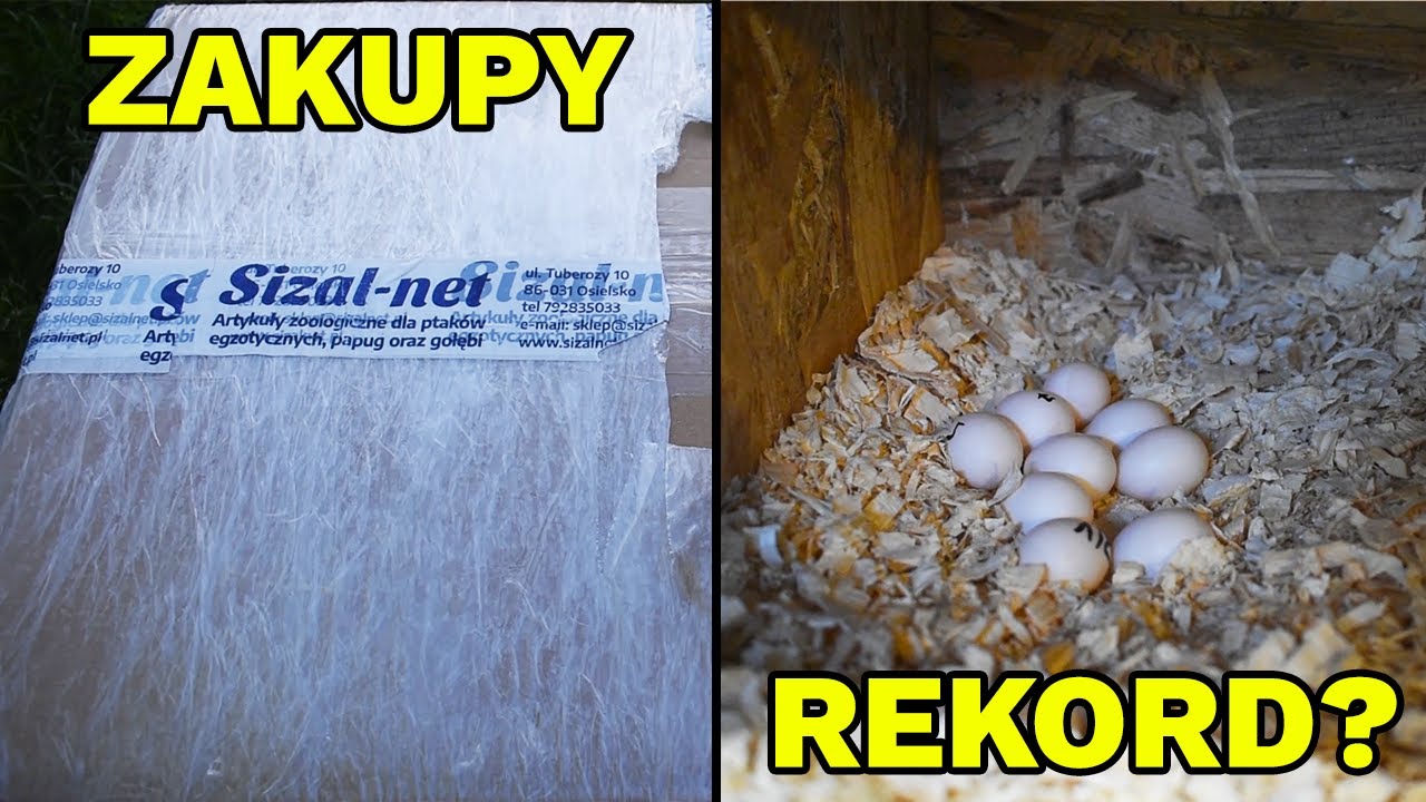 CO KUPIŁEM DLA PAPUG? REKORDOWA LICZBA JAJEK!
