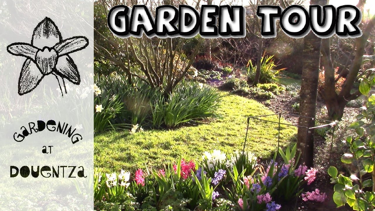 Last Garden Tour of March || new miniature cherry tree, divided grasses & double-headed hyacinth