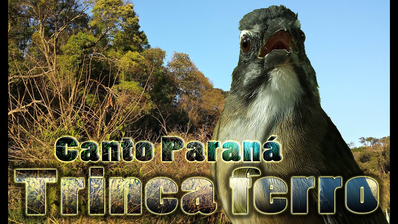 Trinca ferro canto Paraná gravado ao vivo em HQ para ensinamento de filhotes