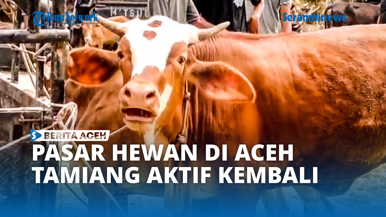 Pasar Hewan Aceh Tamiang Aktif Kembali Pascaterendam Banjir