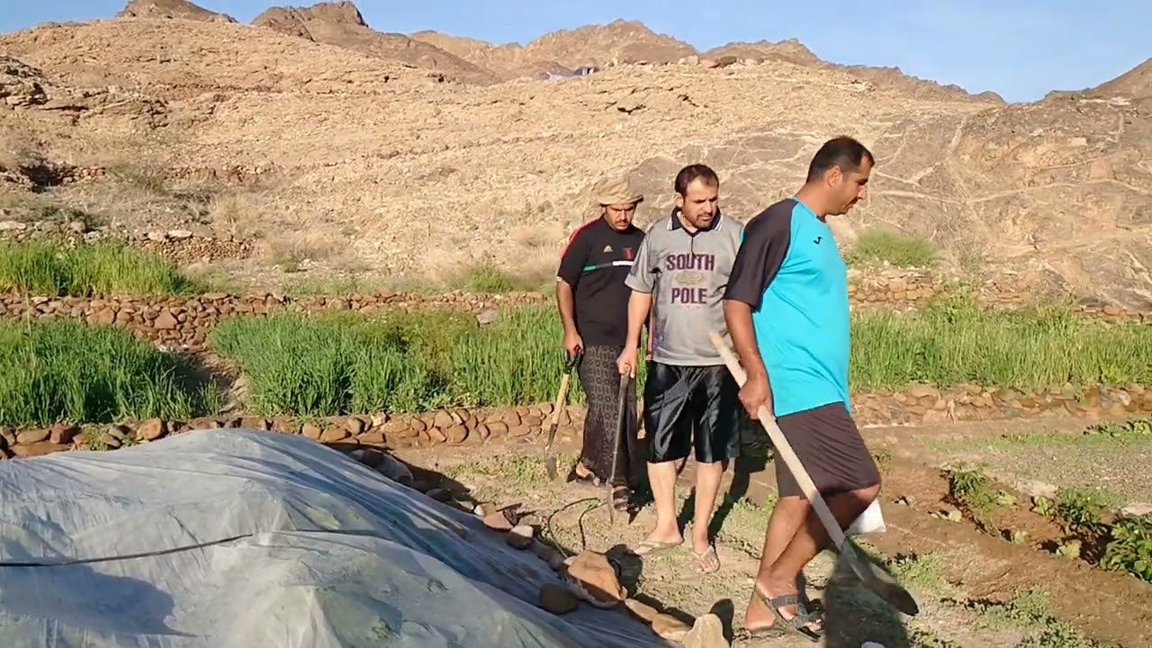 البسيتين القعتة وادي حيبي ولاية صحار