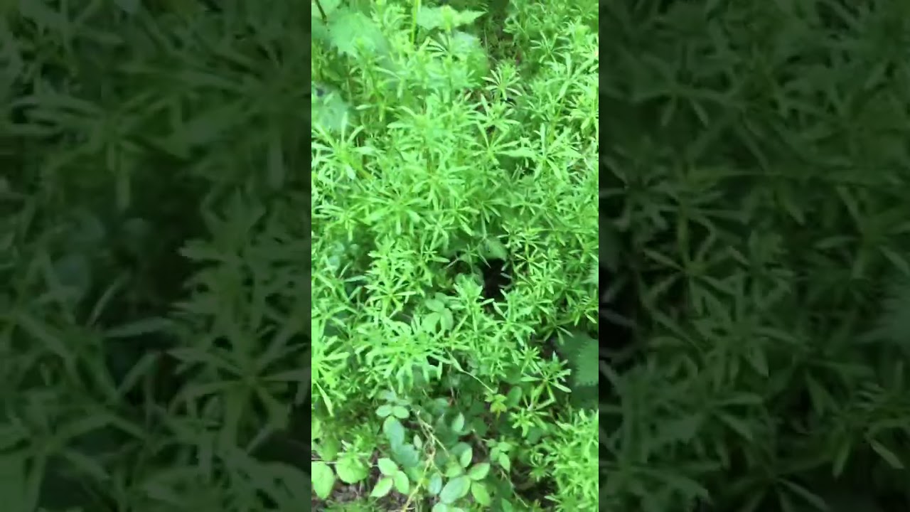 Sticky-weed!