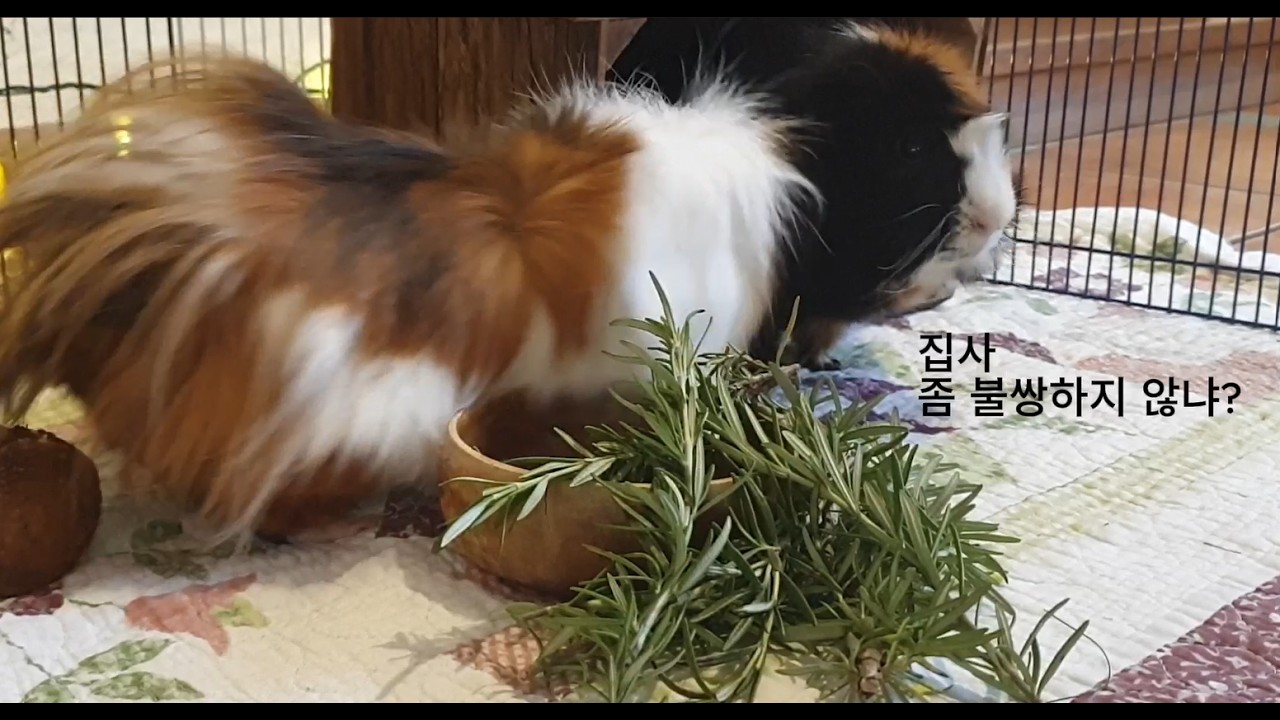 기니피그에게 '어린왕자'를 읽어주면 일어나는 일 - 두번째 이야기