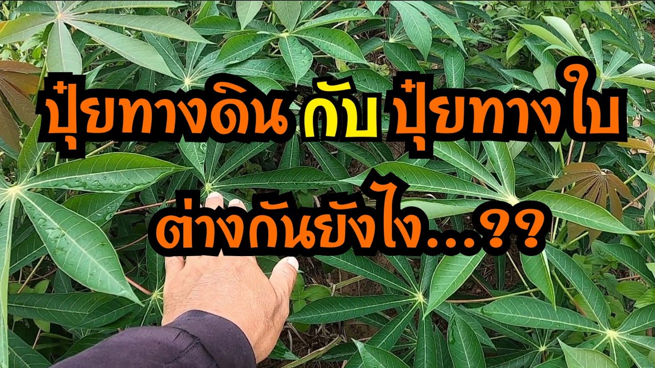 ปลูกมันสำปะหลังยังไงให้โตเร็วๆ ต้นมันสมบูรณ์ใบใหญ่ตาถี่ ใส่ปุ๋ยทางดินหรือทางใบ