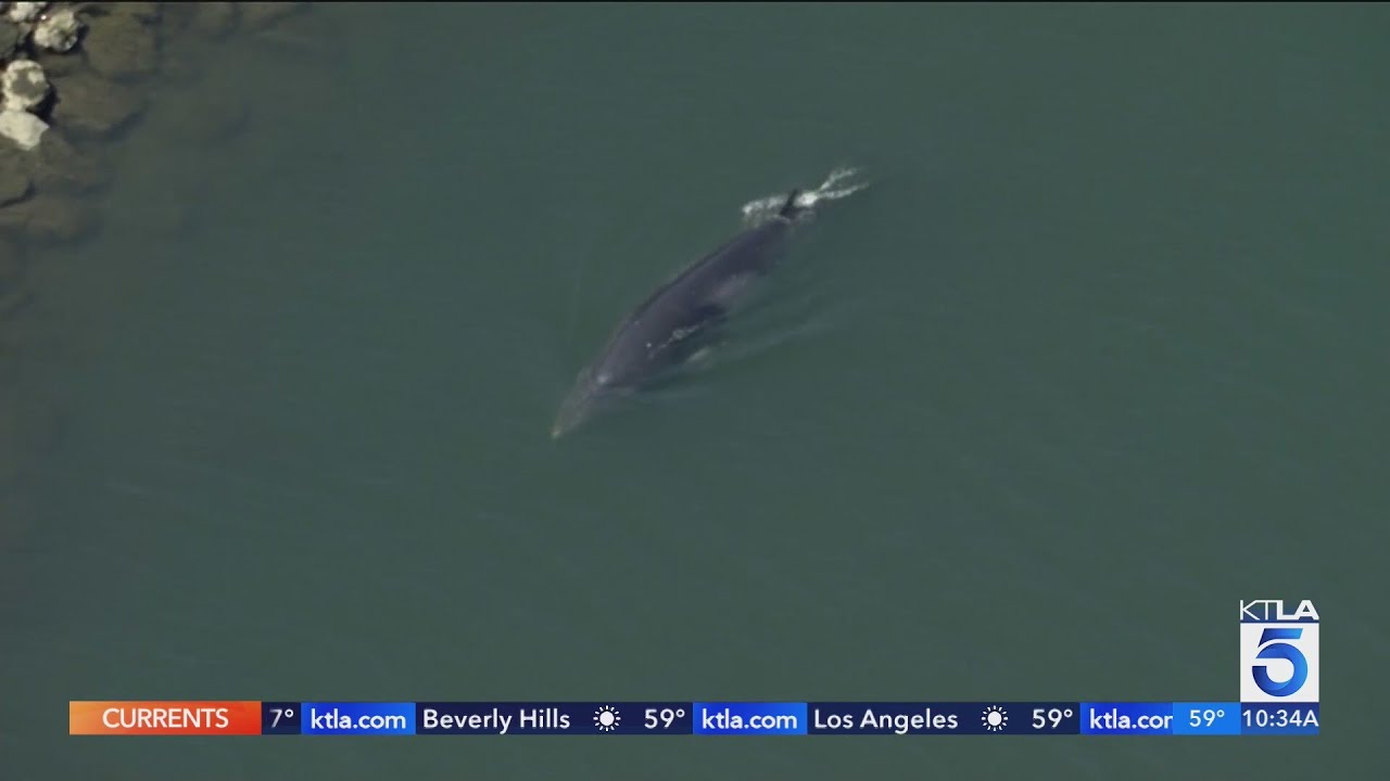 Concern grows over whale trapped for days in Long Beach harbor