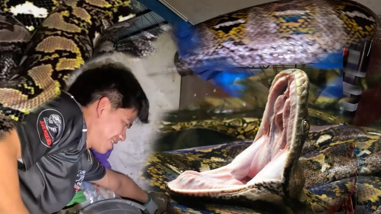 NAPAKA LAKING MATAPANG NA SAWA SA QUEZON CITY 