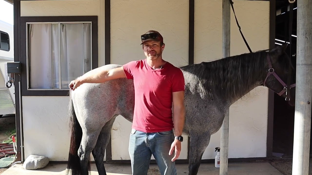 Beginner Series #2: Safely Moving Around Your Horse in Cross Ties | Lazy Oaks Ranch