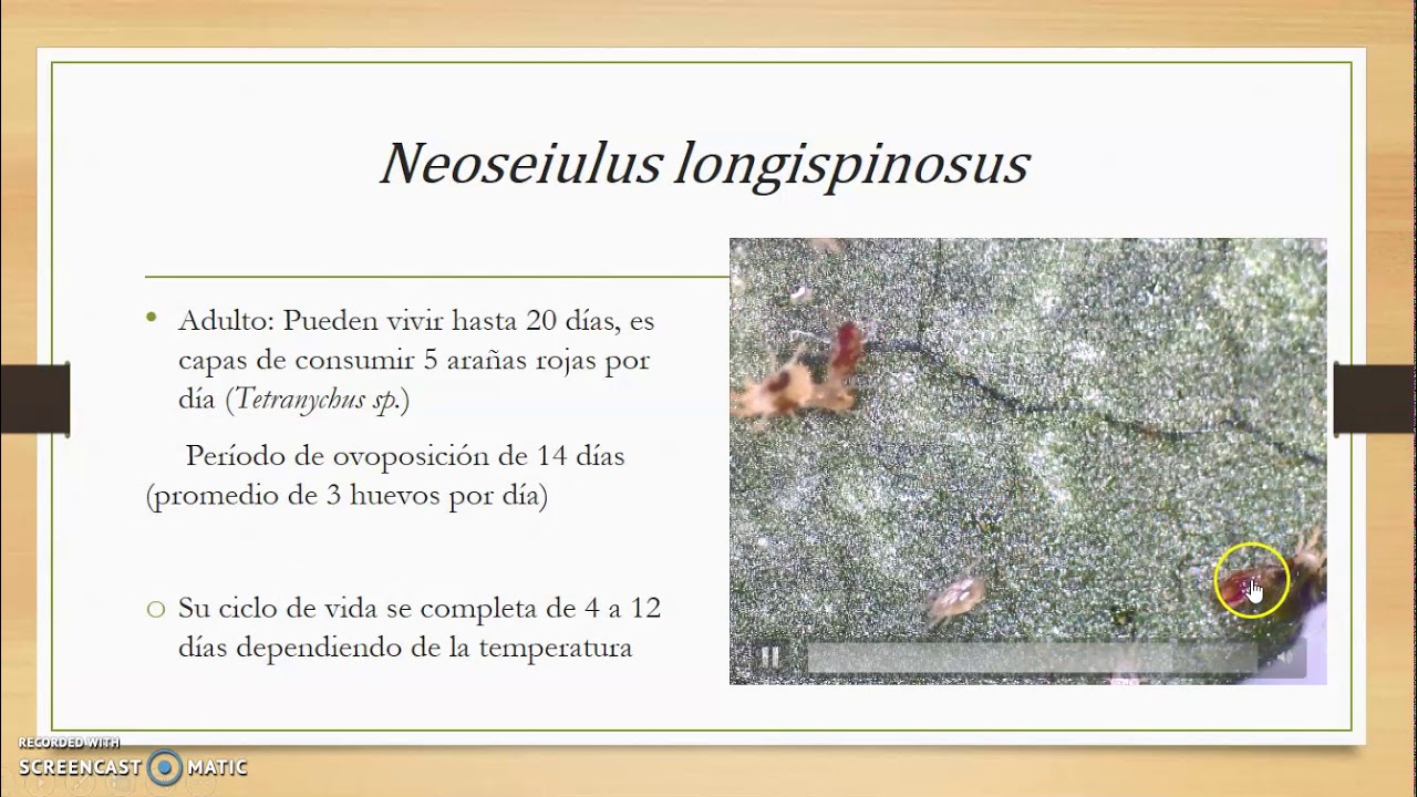 Charla  2  Neoseiulus longispinosus