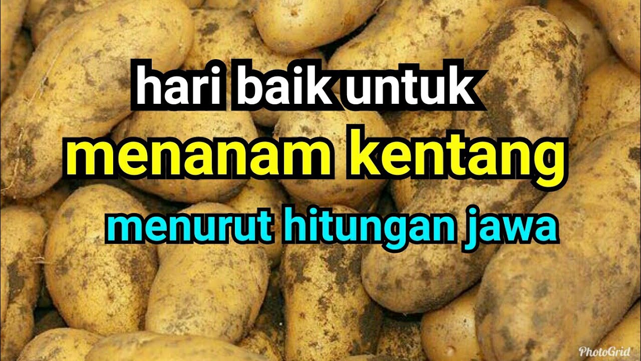 hari baik untuk menanam kentang menurut hitungan jawa