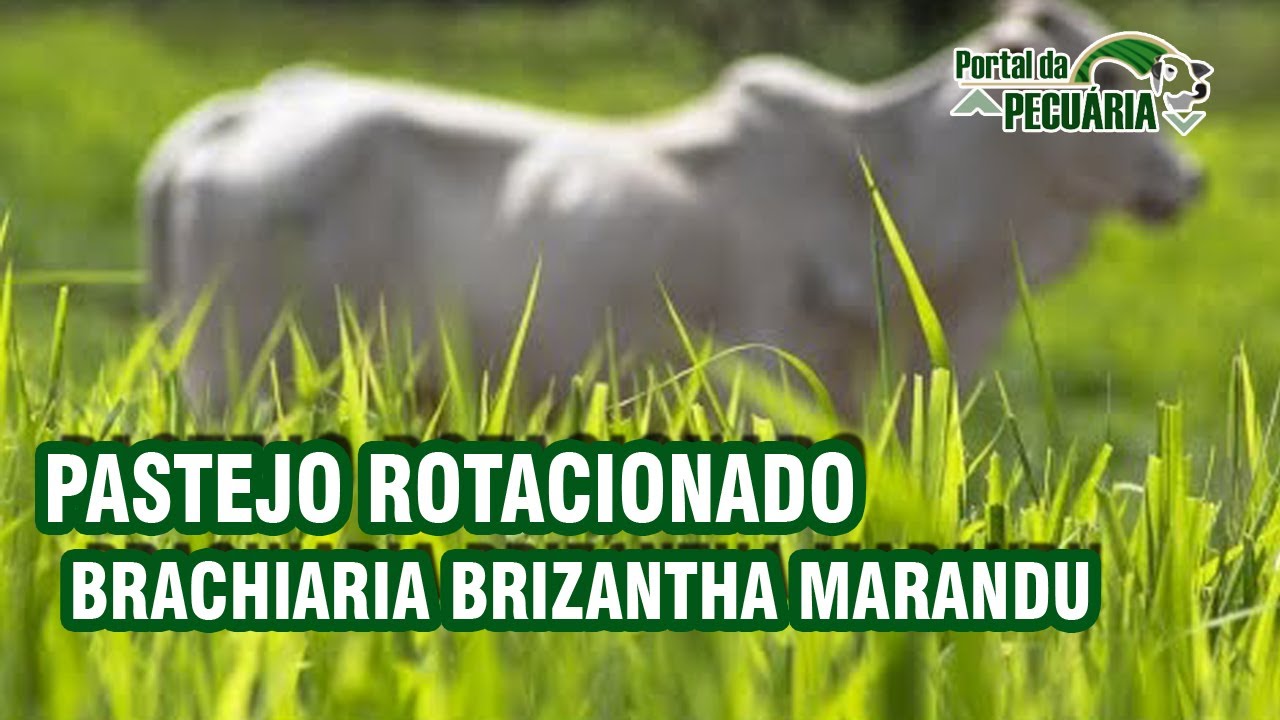 Pastejo rotacionado  Brachiaria brizantha Marandu