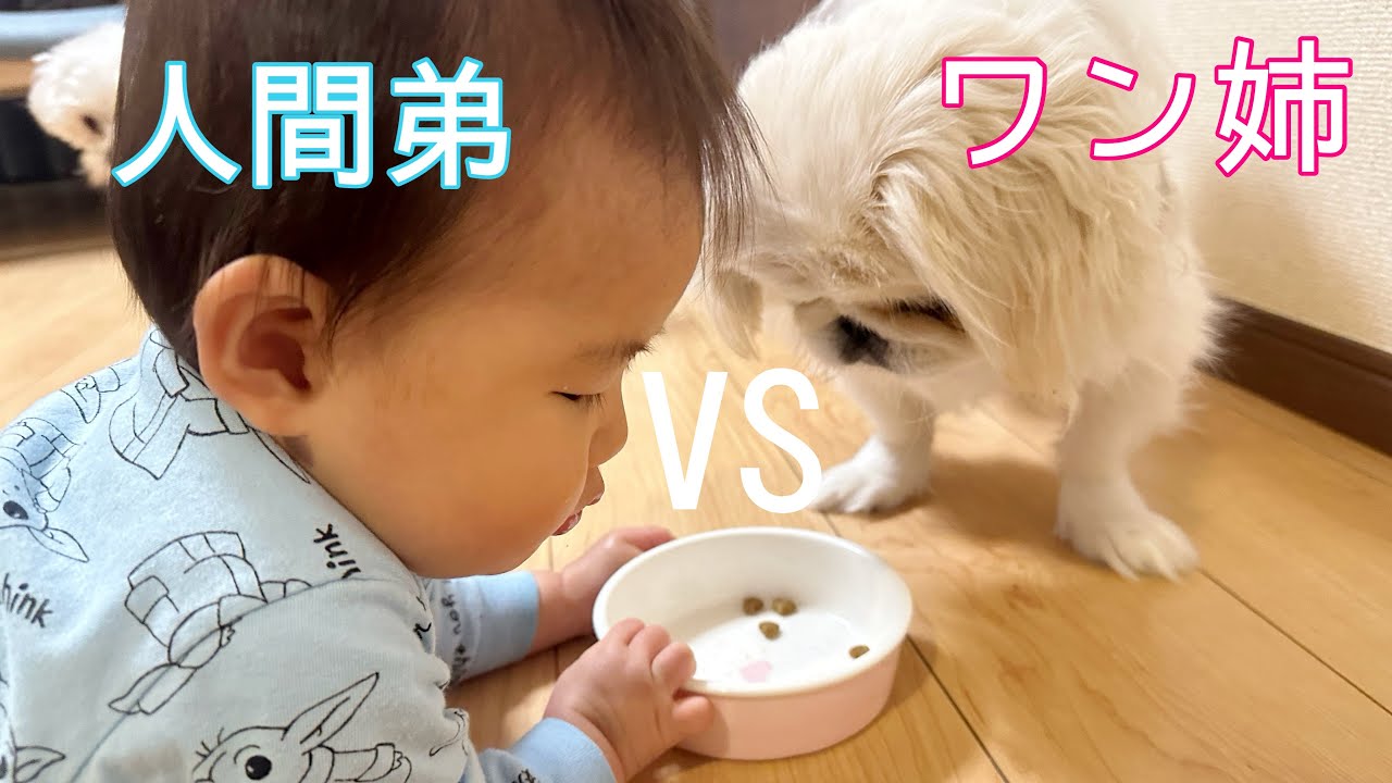 てんやわんやのましゅ家です。。【ビビ9ヶ月】