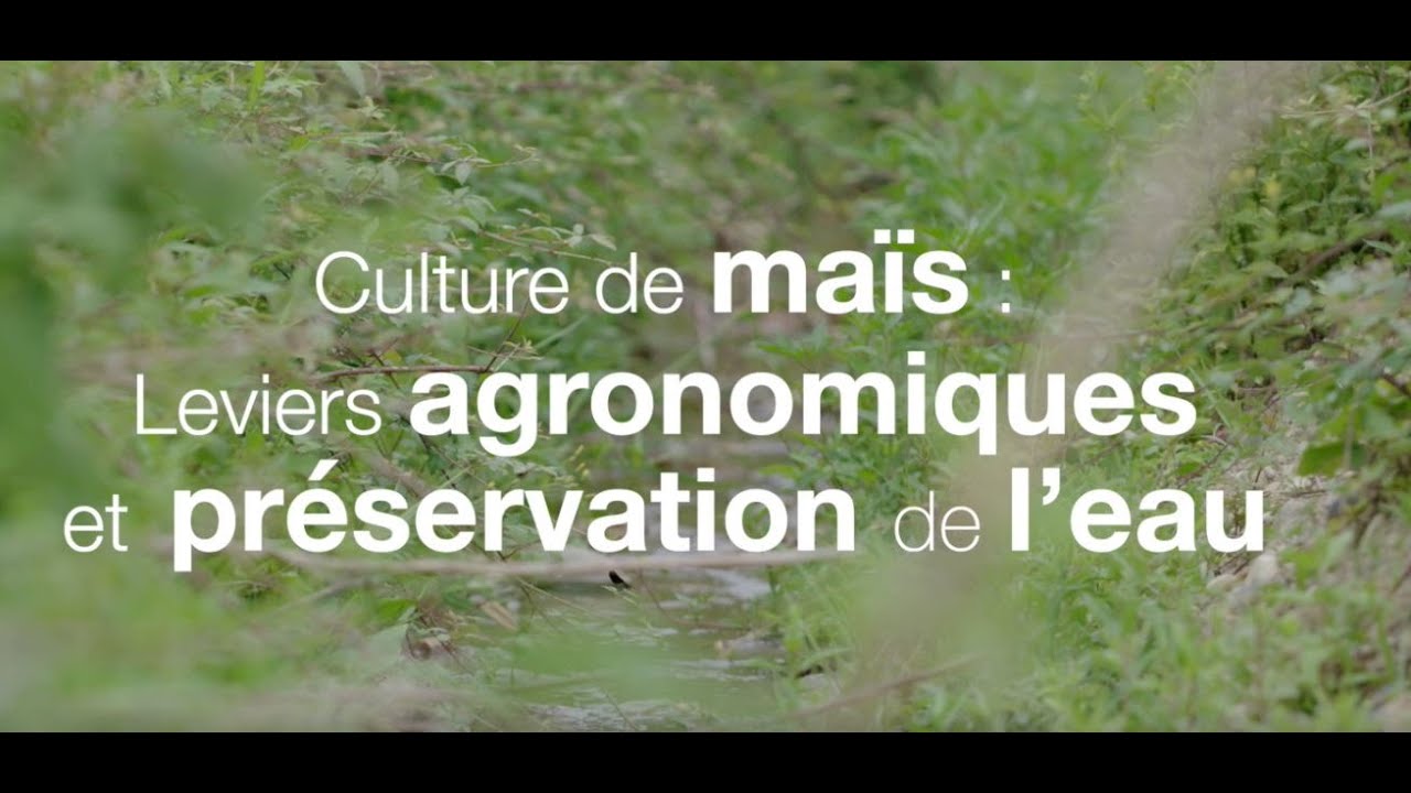 Culture de maïs : leviers agronomiques et préservation de l'eau