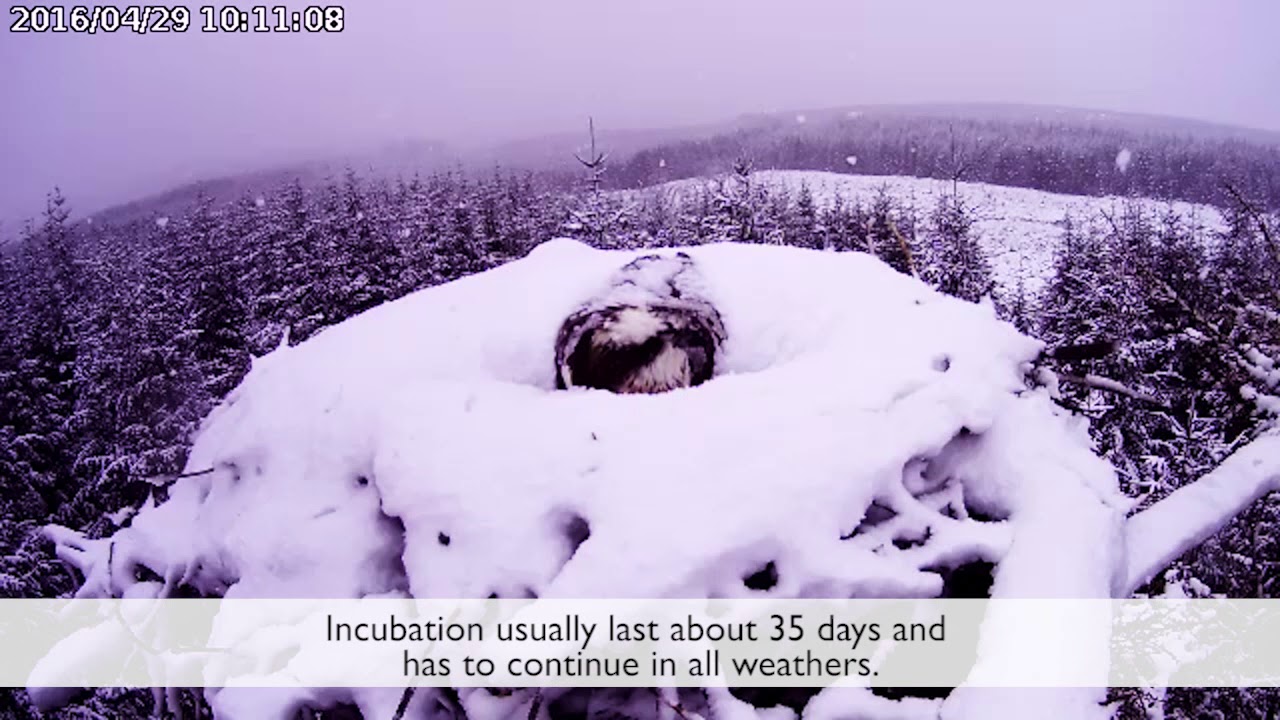 A year in the life of a Kielder osprey
