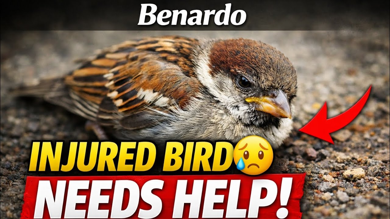 Injured Bird Found on the Ground | Emotional Wildlife Rescue Video 🐦❤️