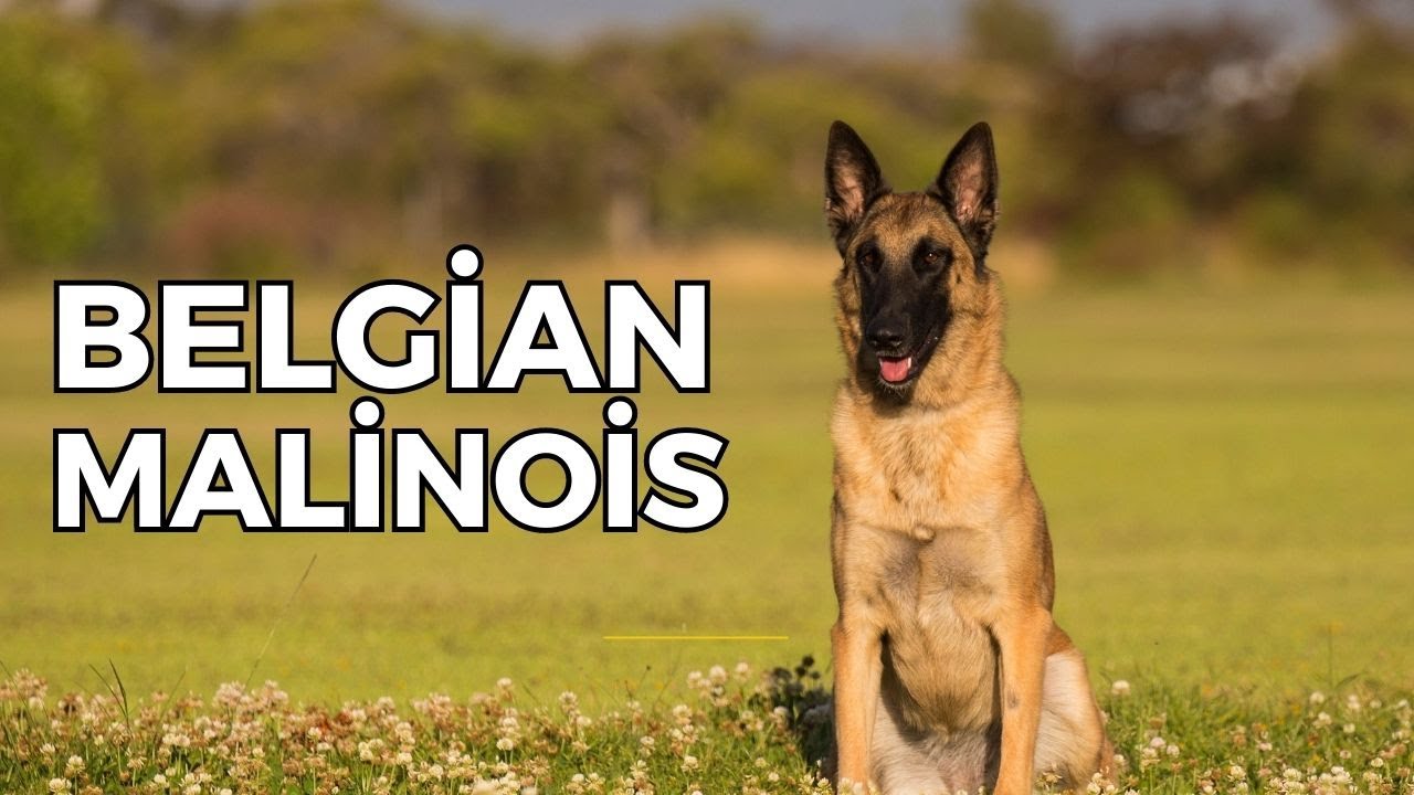 Comment choisir un bon éleveur de Malinois belge?