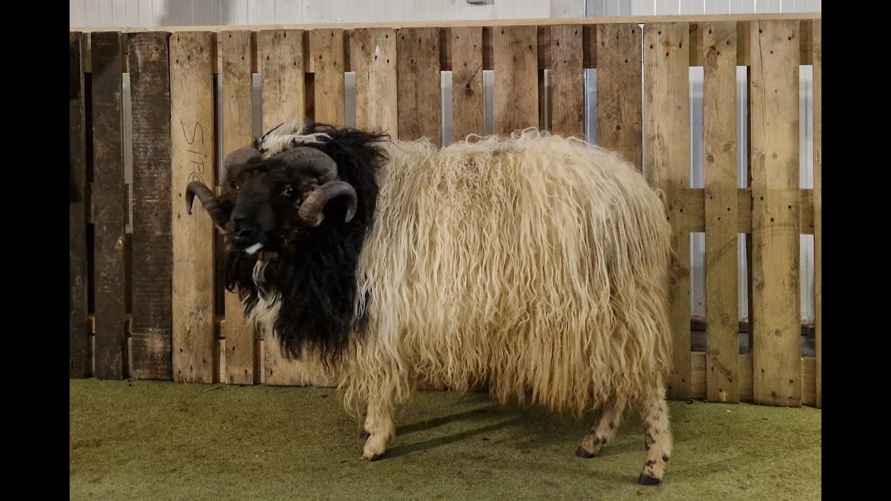 SEYÐUR NR. 44 Í LSS 2025