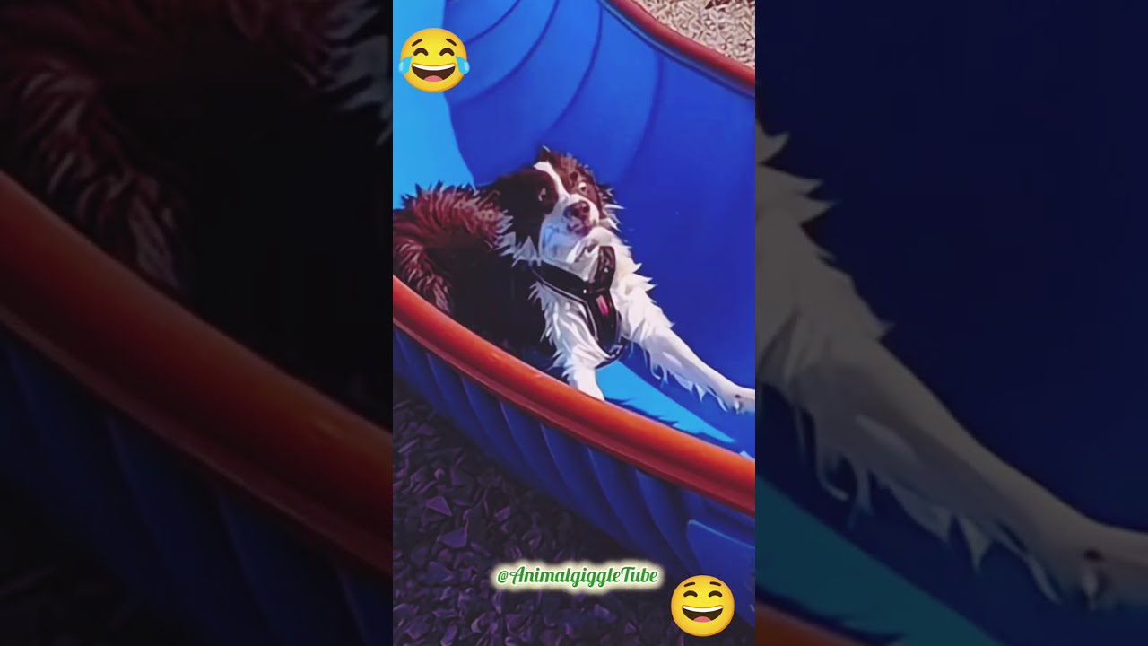 Hilarious Dogs Swimming Compilation 🐶💦 | Funny Pet Moments & Epic Pool Fails!