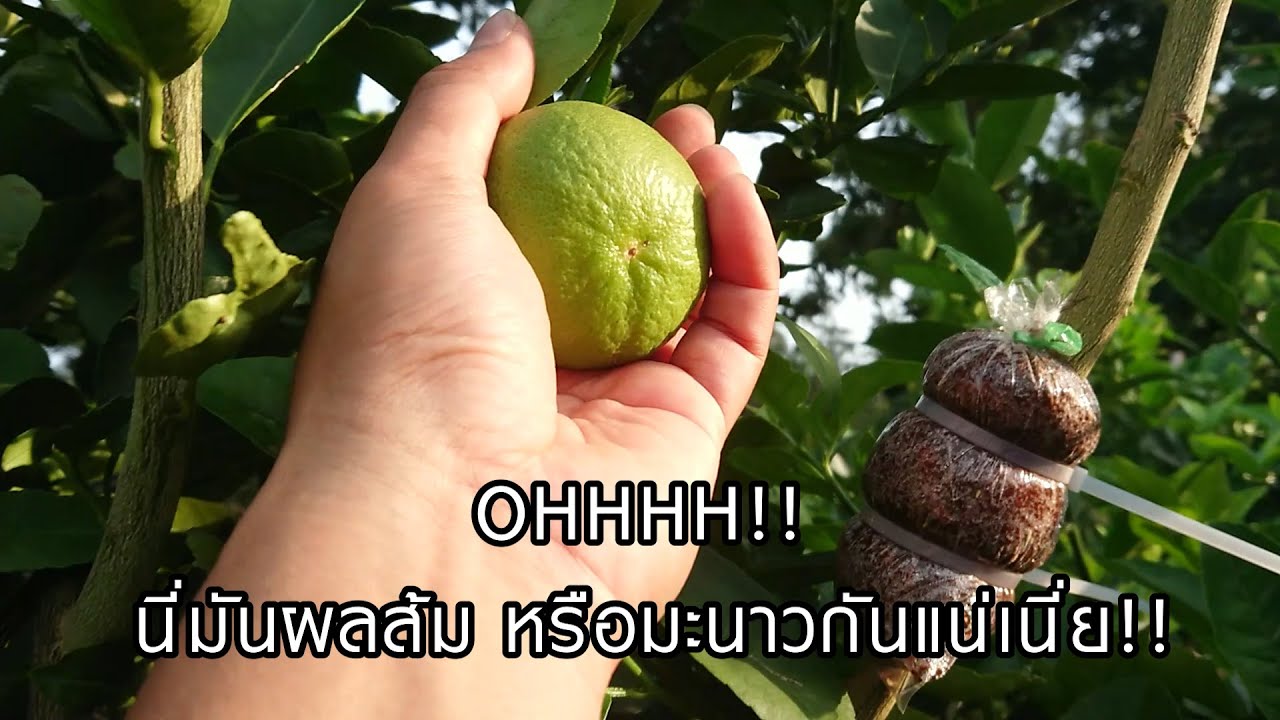 พาชมสวนมะนาวแป้นทวายโคตรดก ที่กาญจนบุรี ของคุณลุงชัช อ.ธัมมาภัทร์ ทองมี The lime bushy plantation