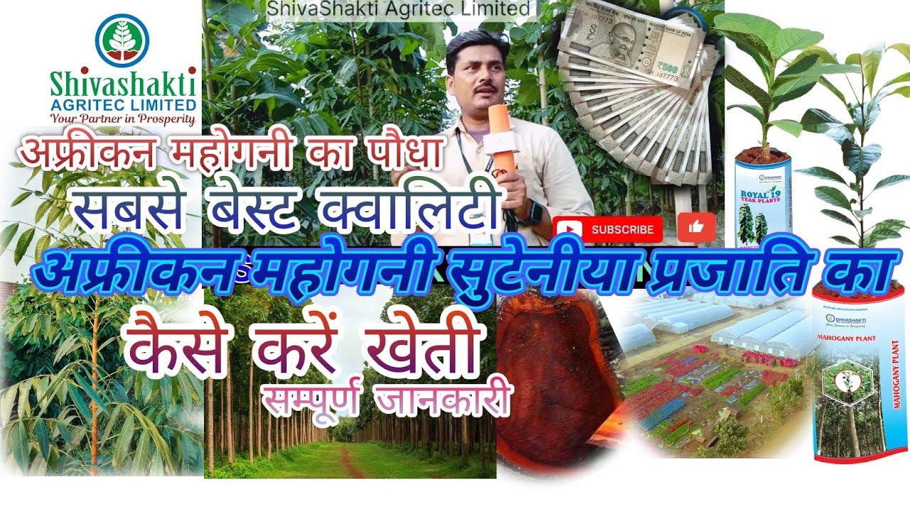 African mahogany tree farming||अफ्रीकन सुटेनीया महोगनी और टिश्यू कल्चर सागवान की खेती #shivashakti