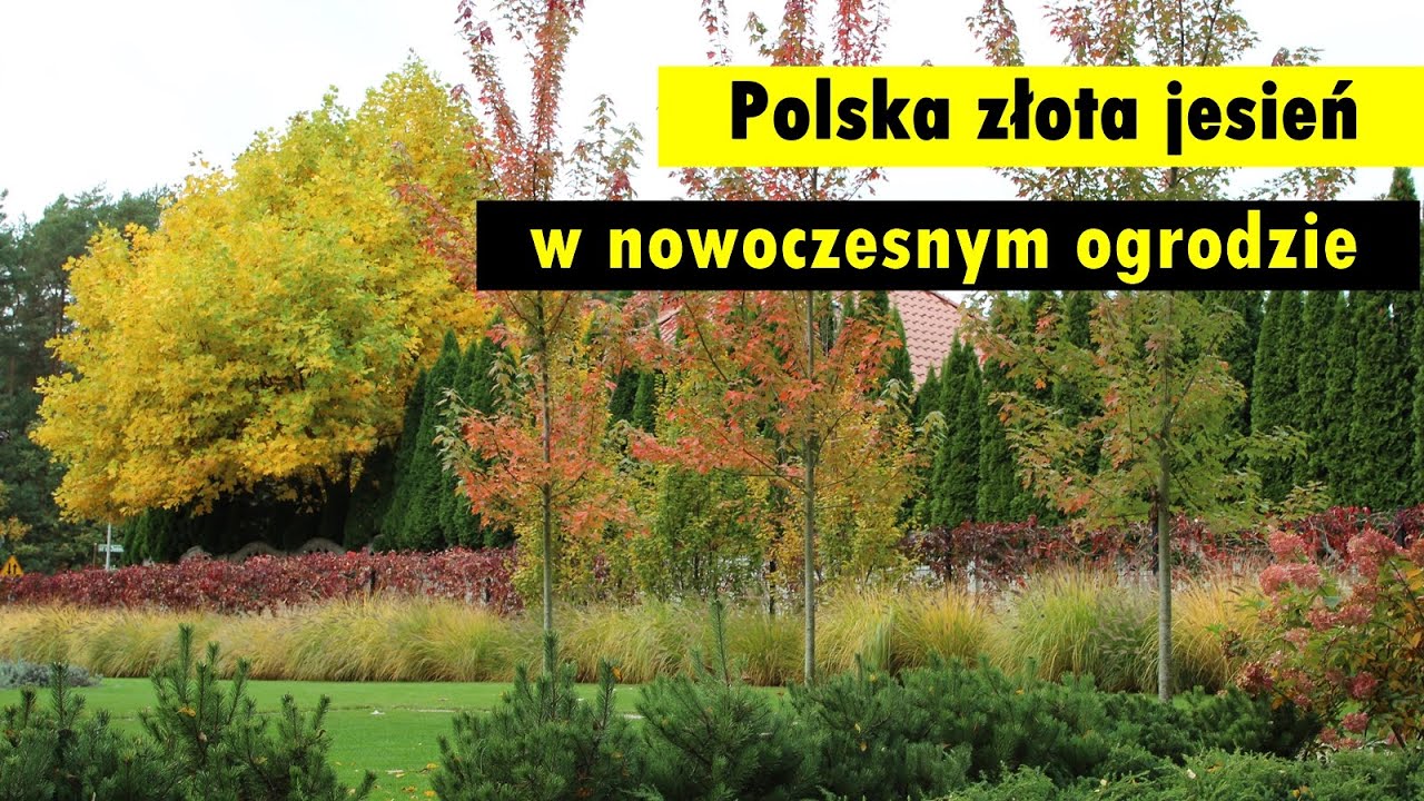 Ogrodowy przepis na efektowną polską, złotą jesień