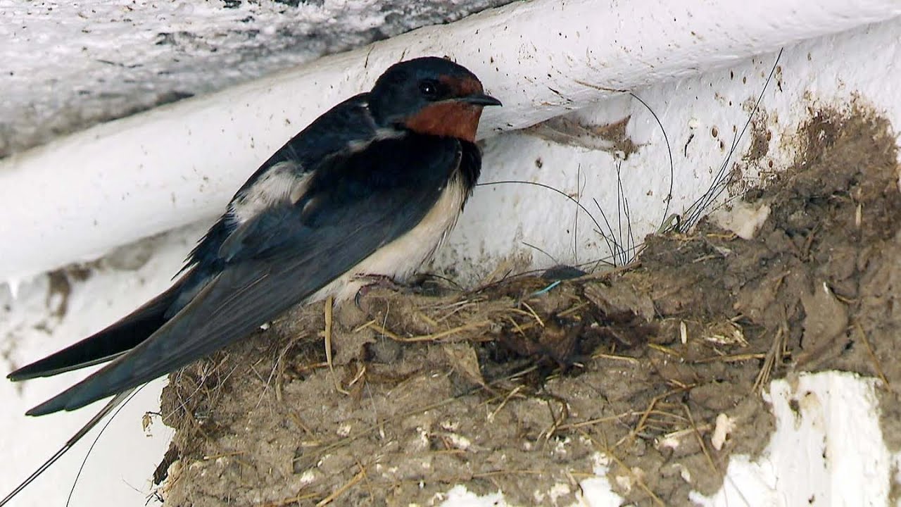 Schwalben – Jäger der Fluginsekten | SWR | Landesschau Rheinland-Pfalz