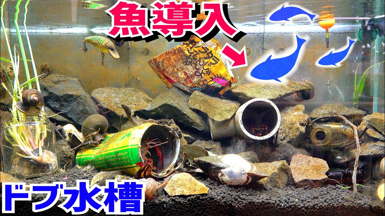 ついにドブ水槽に魚を泳がせることに！【ドブ川水槽11】
