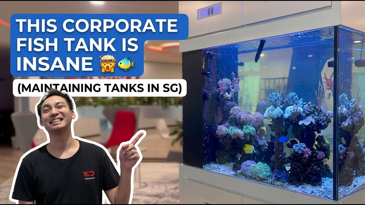 This Corporate Fish Tank is INSANE — Singapore Tank Maintenance