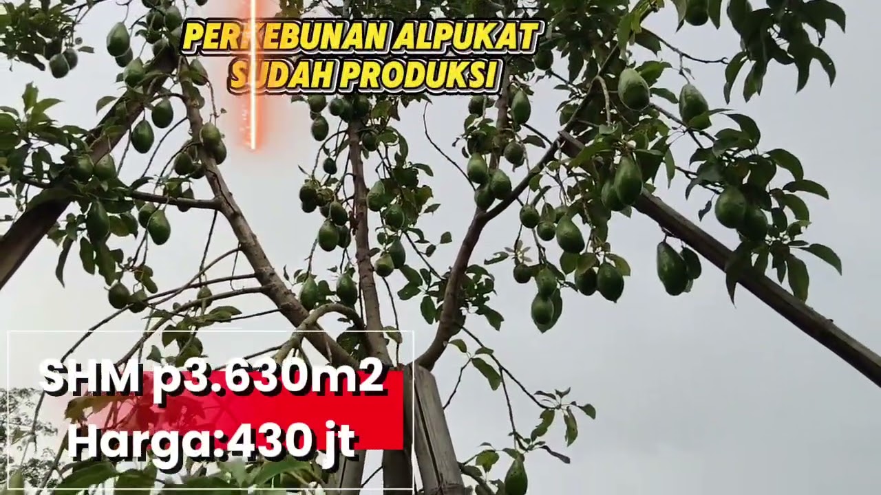 Perkebunan siap berproduksi dijual cepat 