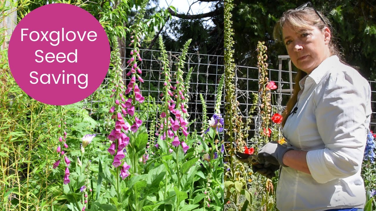 Growing Foxgloves from Seed, Seed Saving and Direct Sowing!