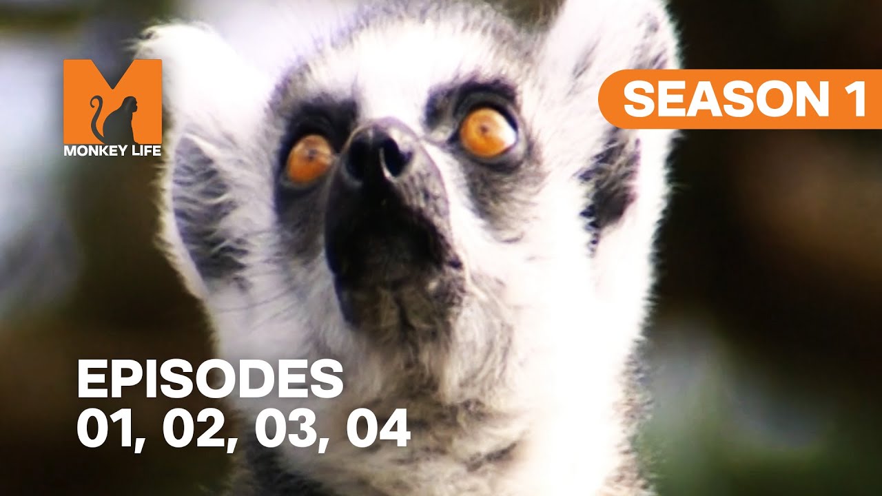 The Start of Monkey Life | S01 E01, 02, 03 & 04 | Full Episodes