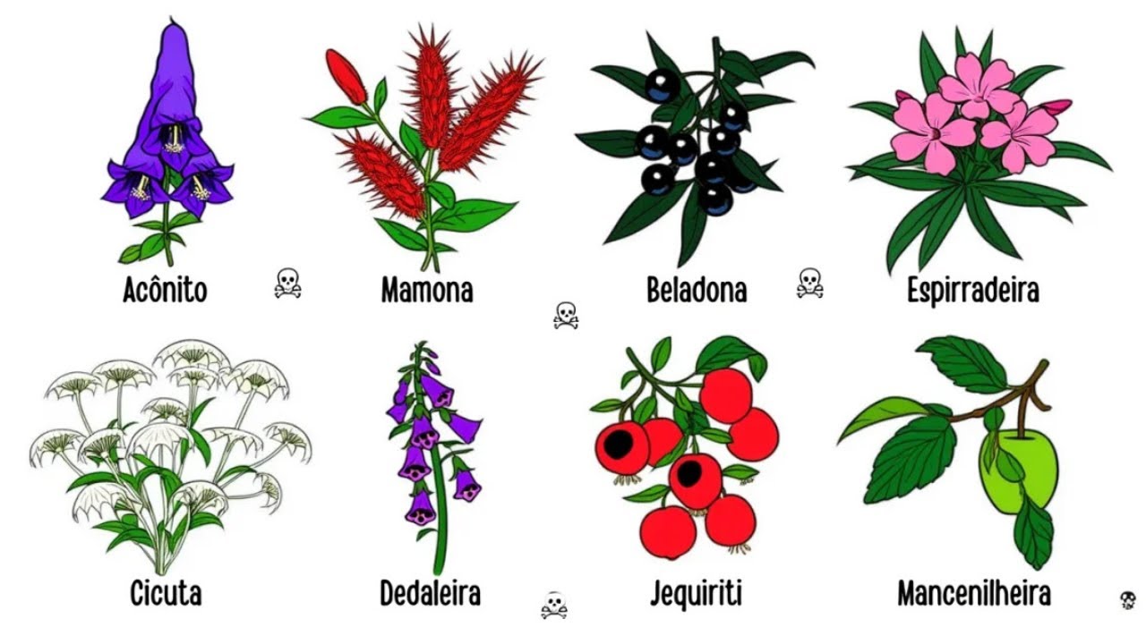 Conheça as Plantas Tóxicas que Matam em Menos de 10 Minutos.