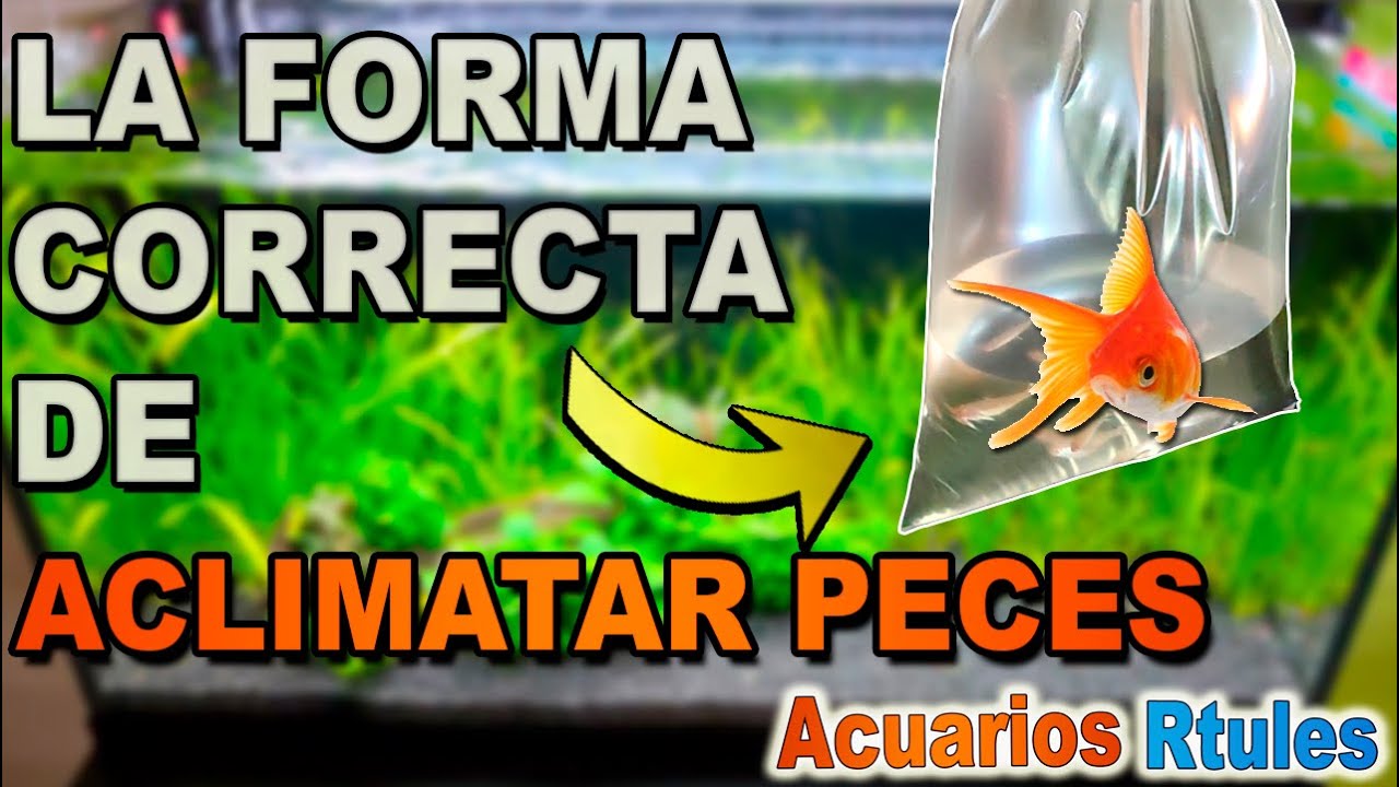 ACLIMATAR PECES al Acuario En Solo 4 PASOS 🐠