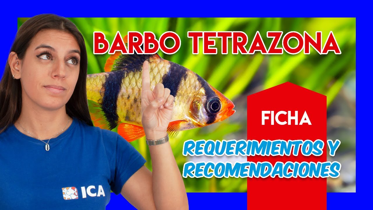 Barbo tetrazona o Barbo tigre🐟 - Guía y cuidados - VÍDEO FICHA