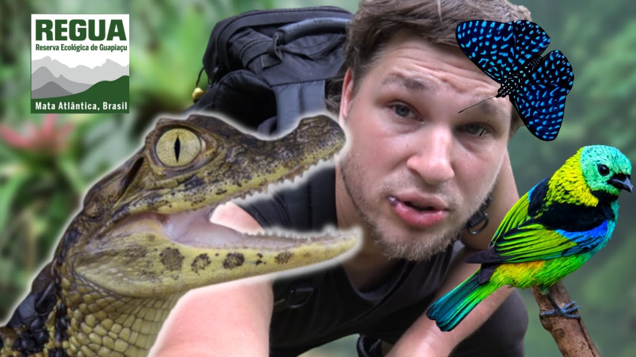 REGUA: Birds and Butterflies VIDEO! Wildlife in Brazil ft REGUA in NatureVlogs