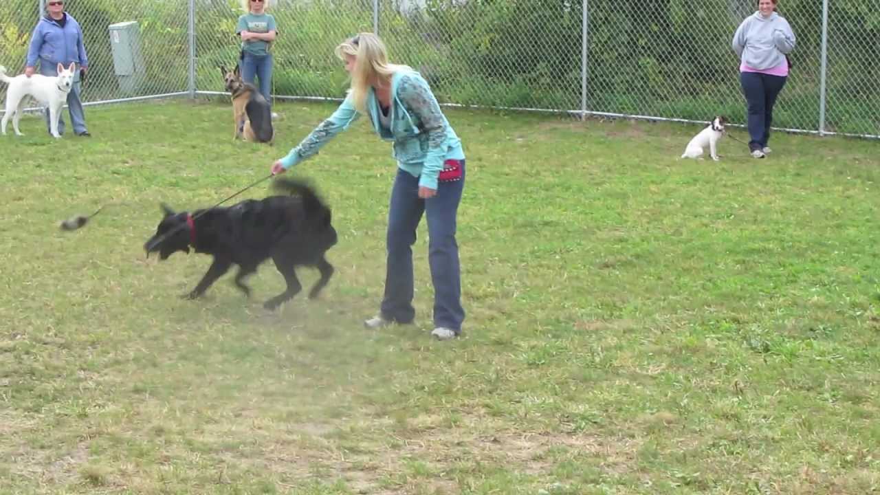 Red Light, Green Light Game to Teach Dogs Impulse Control